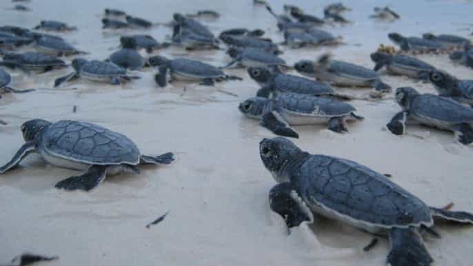 bentota day tour from negombo