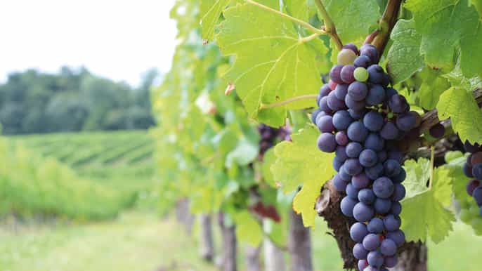 fullday medoc wine tour