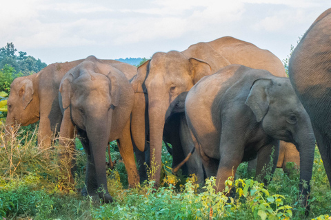 Au départ de Colombo : Safari privé d&#039;une journée dans le parc national de Minneriya