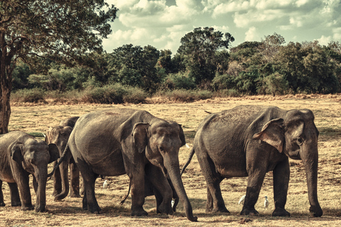 From Colombo: Private Minneriya National Park Day Safari