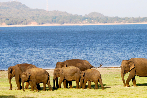 Desde Colombo: Safari privado de un día al Parque Nacional de Minneriya