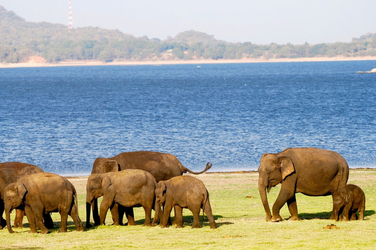 Från Colombo: Privat dagssafari i Minneriya nationalpark