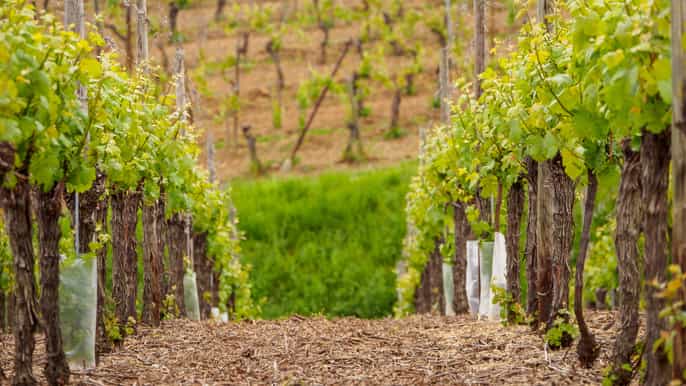 from colmar fullday alsace wine tasting tour