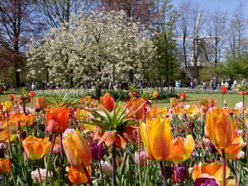 Ab Amsterdam: Keukenhof - Ticket ohne Anstehen & Transfer Ab Amsterdam: Keukenhof - Ticket ohne Anstehen & Transfer