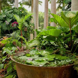 Barbados: Tour of Harrison's Cave & Hunte's Gardens