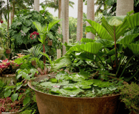Barbados, Tour durch Harrisons Cave & Hunte's Gardens - Housity