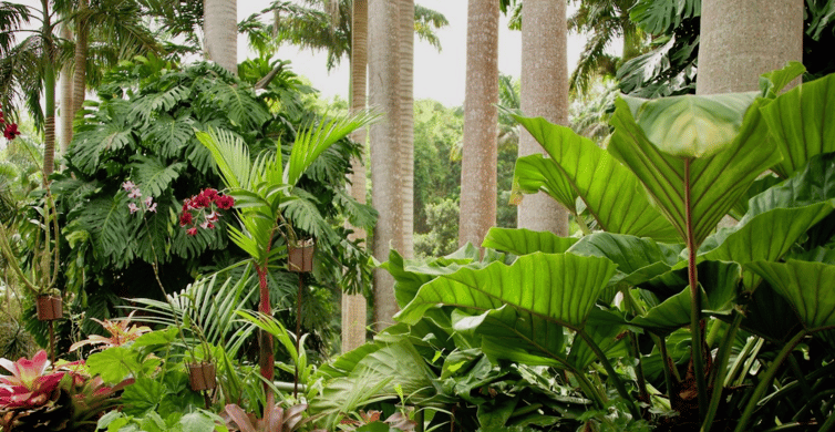 Barbados: rondleiding door Harrison's Cave & Hunte's Gardens