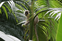 Barbados, Tour durch Harrisons Cave & Hunte's Gardens - Housity