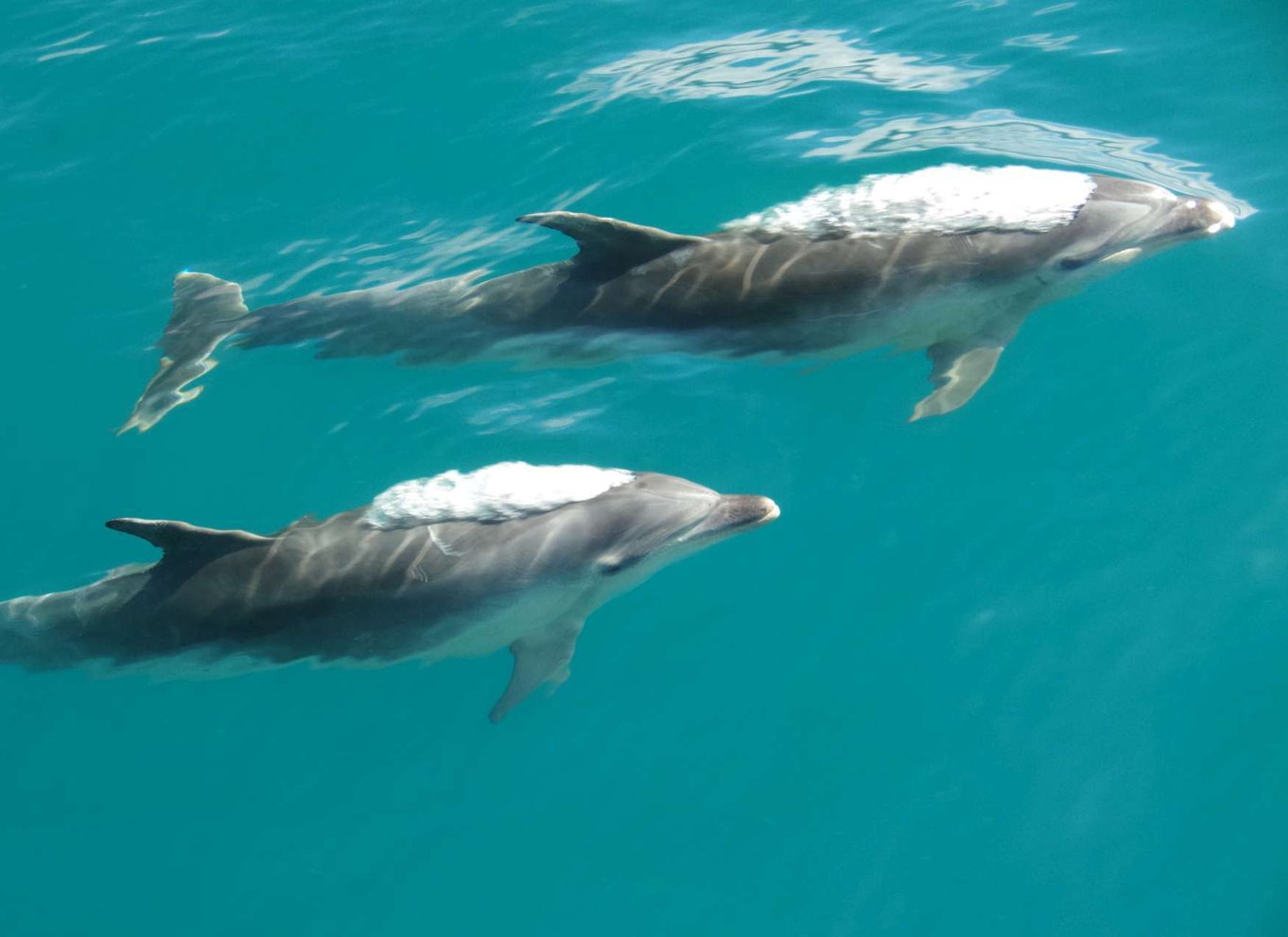 Naturskønt krydstogt i Abel Tasman Nationalpark