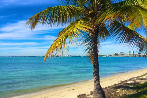 Miami: Windsurfen für Anfänger und Könner1 Stunde Windsurfen