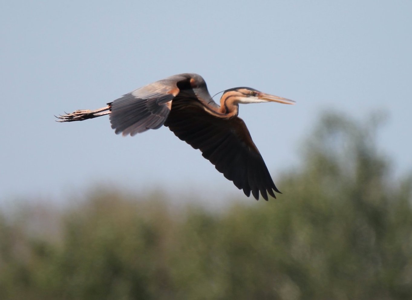 Fra Arles: Halvdags 4x4-safari i Camargue