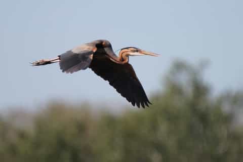 From Arles: Half-Day 4x4 Camargue Safari
