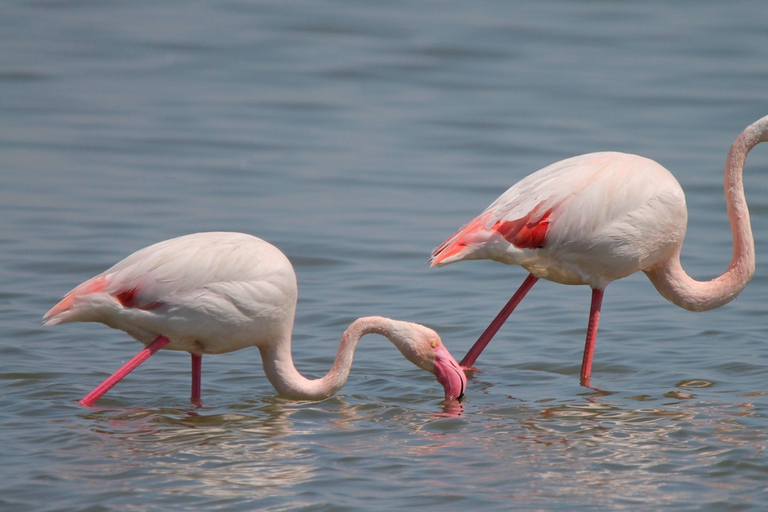 From Arles: Half-Day 4x4 Camargue SafariGroup Tour