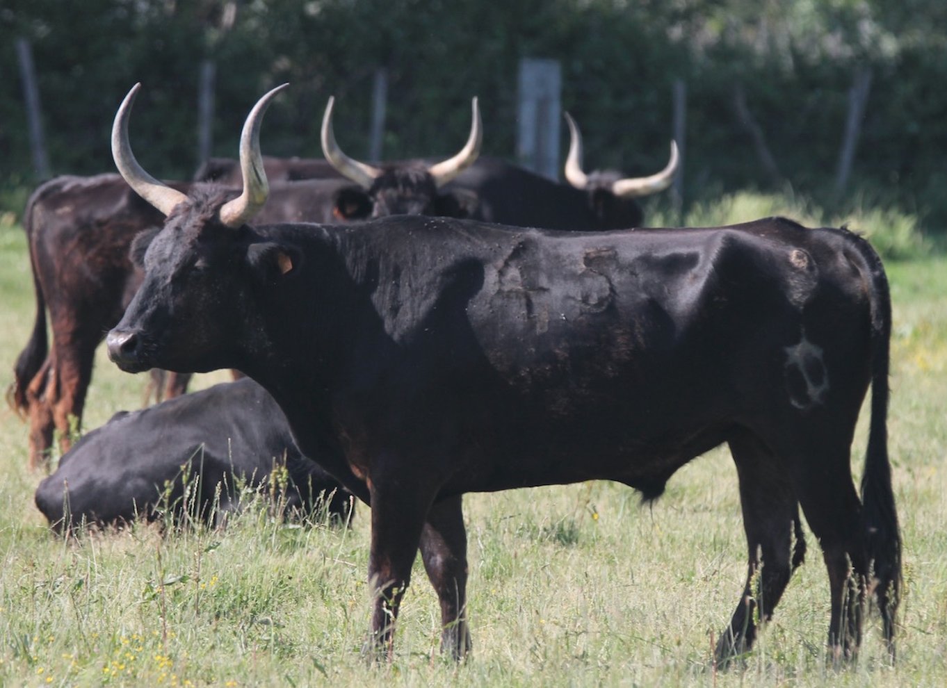 Fra Arles: Halvdags 4x4-safari i Camargue