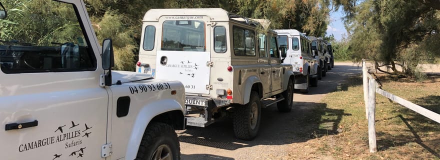 Au départ d'Arles : demi-journée de safari en Camargue en 4x4