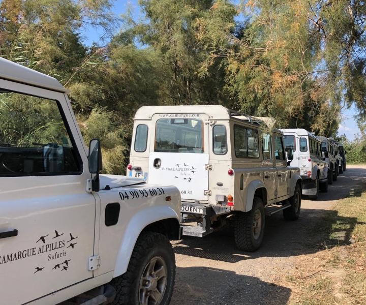 Fra Arles: Safari i firhjulstrækker til Camarguedeltaet