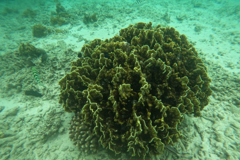 Traditional dhow ride to Kisite Marine Park & Wasini & dolphin watching