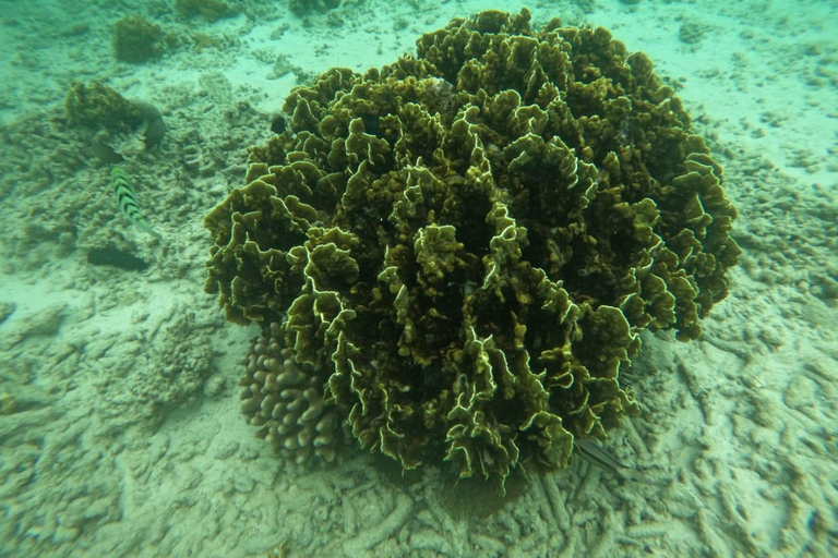 Traditional dhow ride to Kisite Marine Park & Wasini & dolphin watching