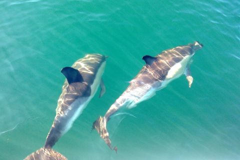 Cabanas de Tavira: Dolphin Watching Boat Tour