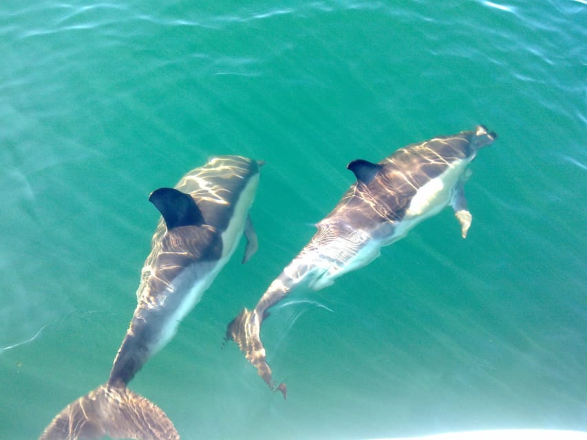 Cabanas de Tavira: Dolphin Watching Boat Tour