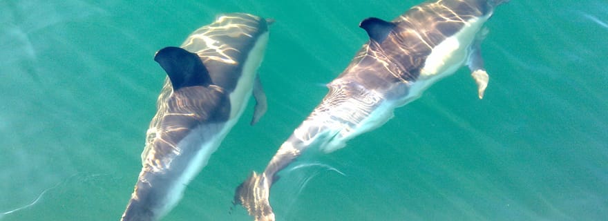 Cabanas de Tavira : Tour en bateau pour l'observation des dauphins