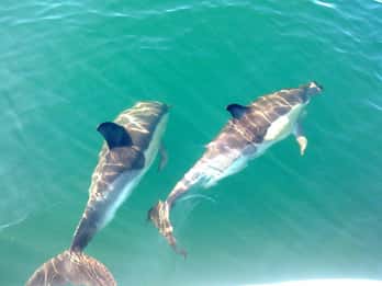 Cabanas de Tavira: Dolphin Watching Boat Tour