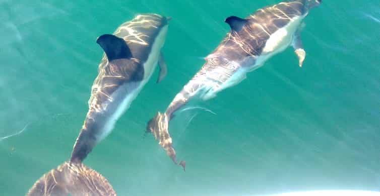 Cabanas de Tavira: Dolphin Watching Boat Tour
