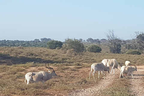 Agadir: tour di mezza giornata della fauna selvatica del Parco nazionale di SoussTour di mezza giornata della fauna selvatica del Parco nazionale di Souss con partenza da Agadir