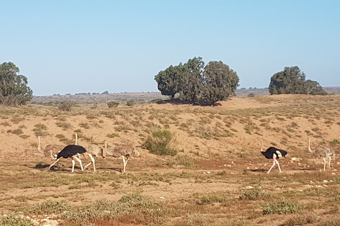 Agadir: halve dag Souss Nationaal Park