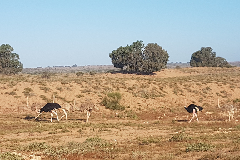 Agadir: Halvdagstur i Souss nationalpark med djurlivAgadir Avresa Souss National Park Wildlife halvdagsutflykt