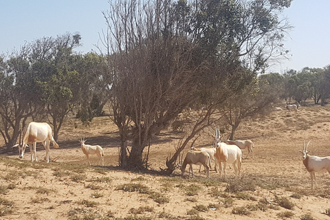 Agadir: Halvdagstur i Souss nationalpark med djurlivAgadir Avresa Souss National Park Wildlife halvdagsutflykt