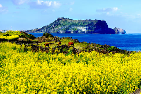 Isola di Jeju: tour privato in furgone di un'intera giornata personalizzato
