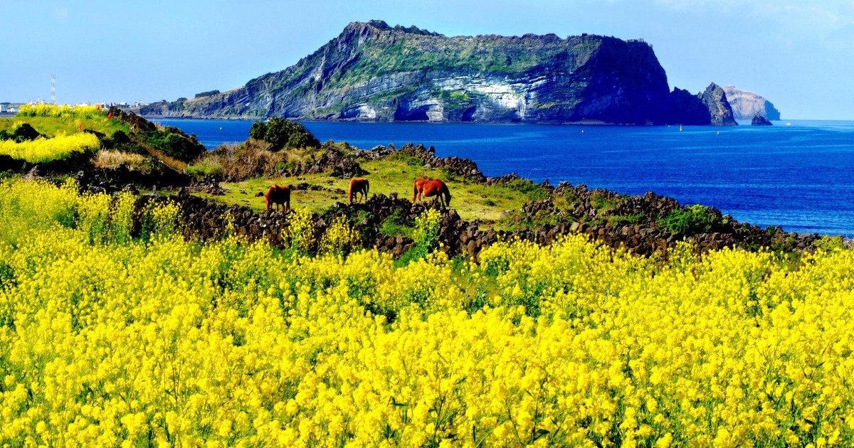 Isola di Jeju: tour in pullman privato di una giornata intera | GetYourGuide
