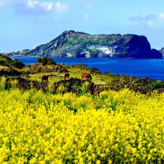 Isola di Jeju: tour in pullman privato di una giornata intera