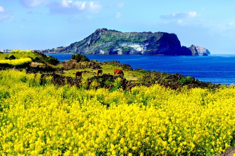 Wyspa Jeju: Dostosowana prywatna wycieczka całodziennaOdbiór w obrębie centrum miasta Jeju