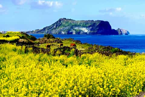 Jeju-si 2021: los 10 mejores tours y actividades (con fotos) - Cosas ...