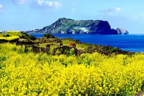 Ilha de Jeju: Excursão particular personalizada de 1 dia em Van
