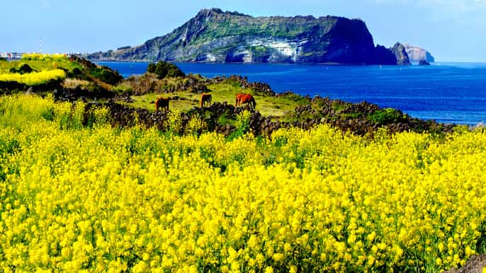 jeju island customized private fullday van tour