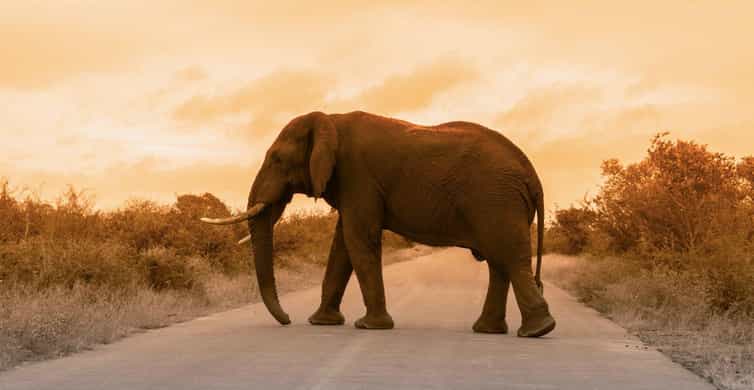 3 Days Kruger Safari from Johannesburg | GetYourGuide