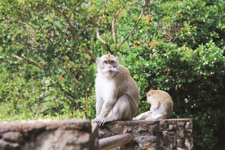 Mauritius: Wanderung im Black River Gorges Nationalpark