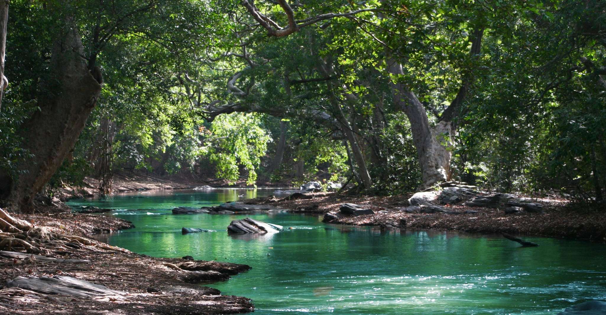 Mauritius, Black River Gorges National Park 3-Hour Hike - Housity