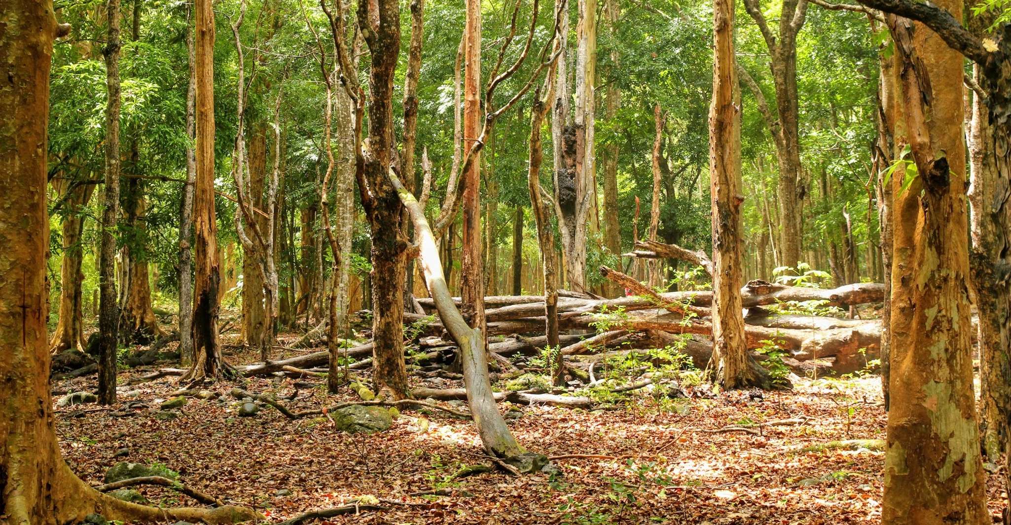 Mauritius, Black River Gorges National Park 3-Hour Hike - Housity