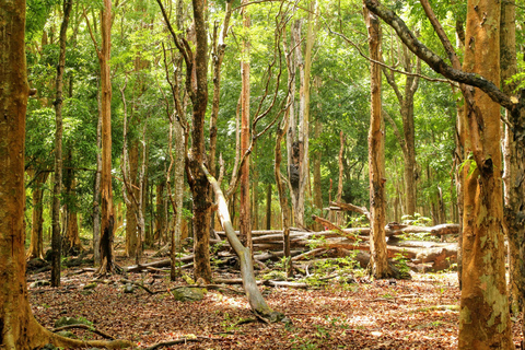 Mauritius: trektocht 3 uur nationaal park Black River Gorges