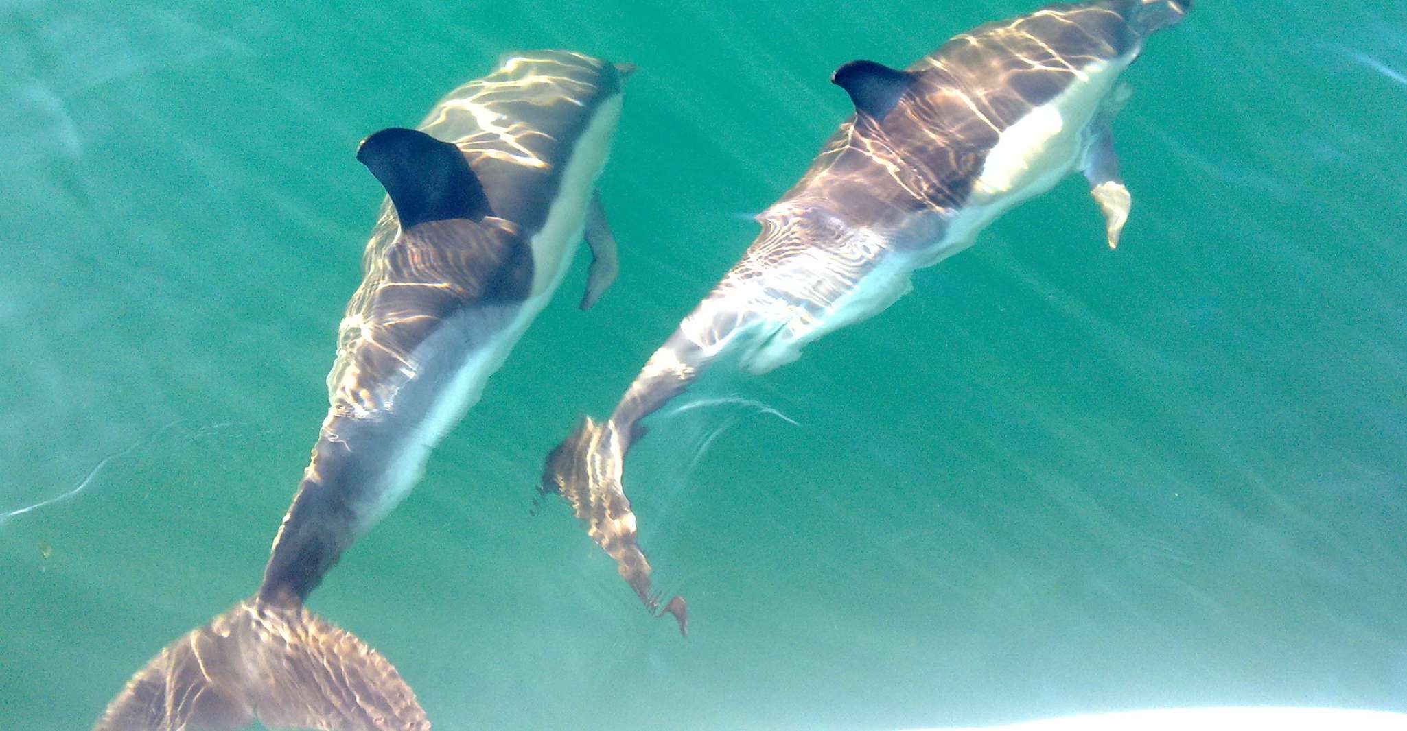 Fuzeta, Dolphin Observation Tour - Housity