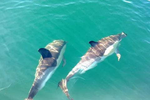 Fuzeta: Dolphin Observation Tour