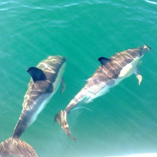 Fuzeta: Dolphin Observation Tour