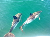Fuzeta, Dolphin Observation Tour - Housity