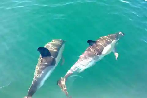 Fuzeta: Dolphin Observation Tour