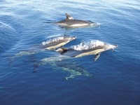 Fuzeta, Dolphin Observation Tour - Housity