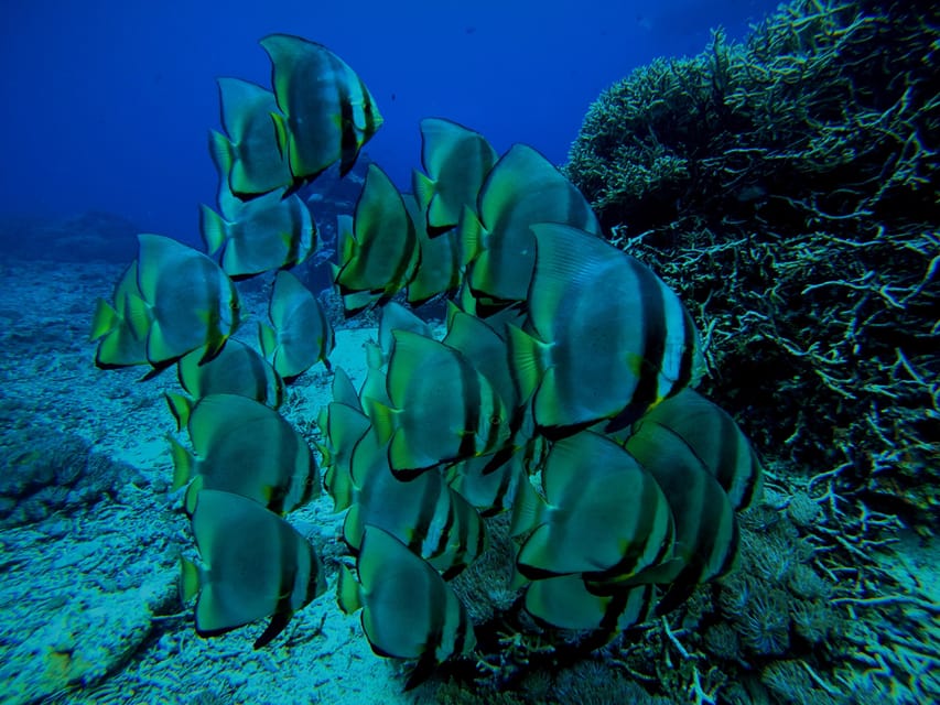 From Nusa Penida, 3 Spots Snorkeling Tour with Manta Rays - Housity
